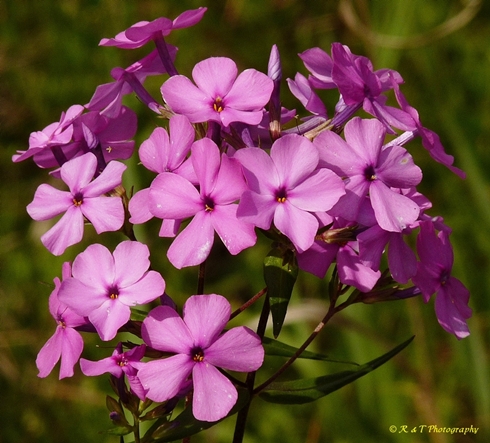 {Phlox glaberrima}